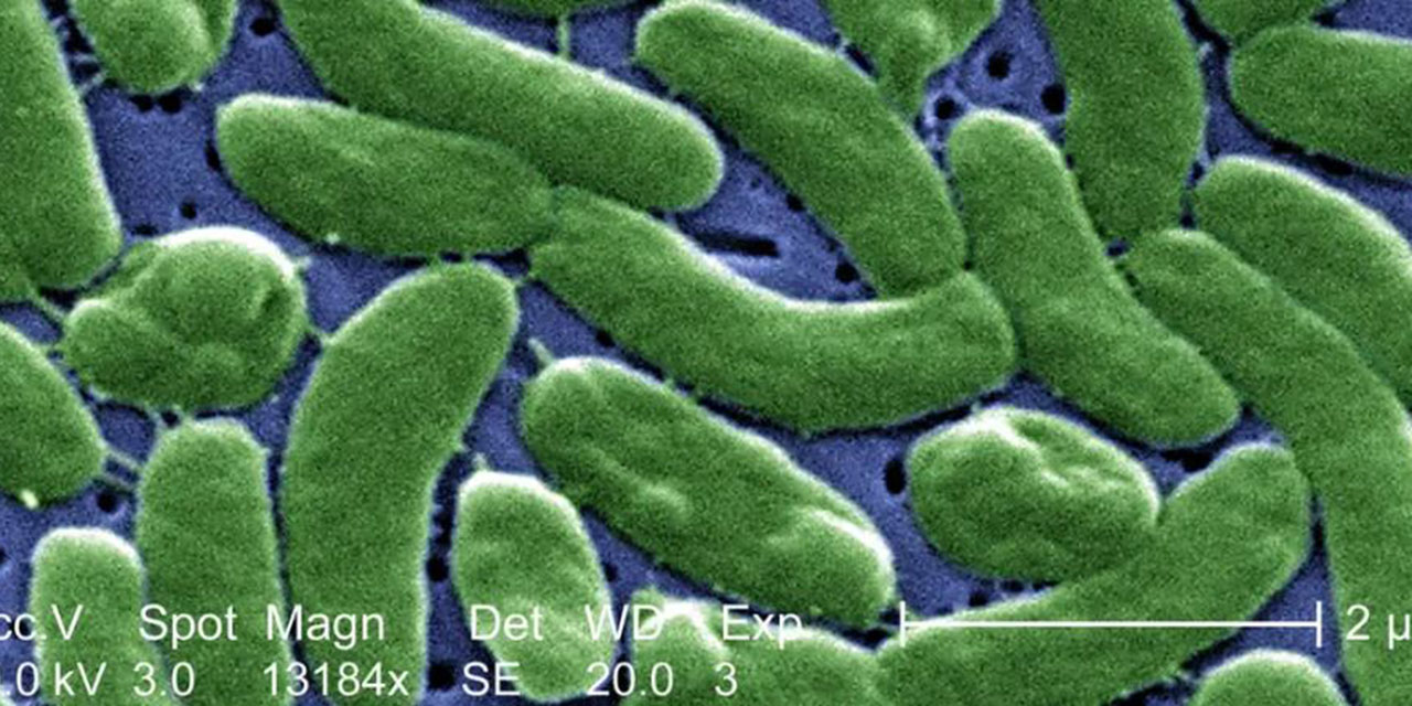 La bacteria carnívora que siembra el terror en Estados Unidos