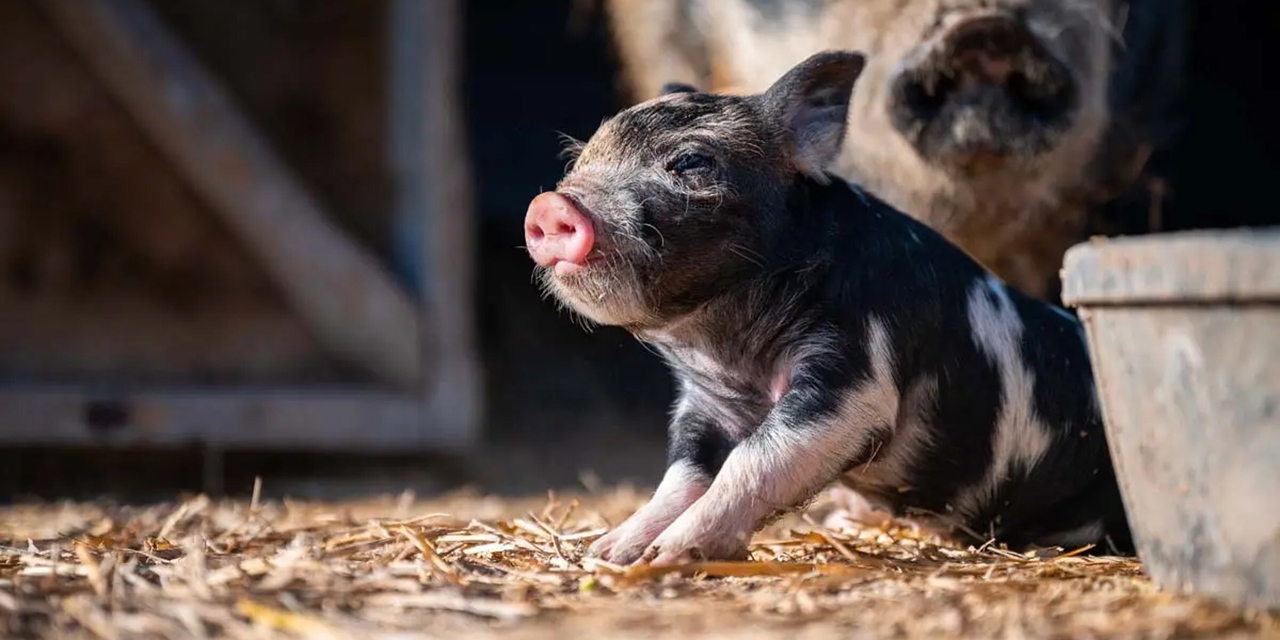 Cultivan células humanas en riñones de cerdos | El Imparcial de Oaxaca