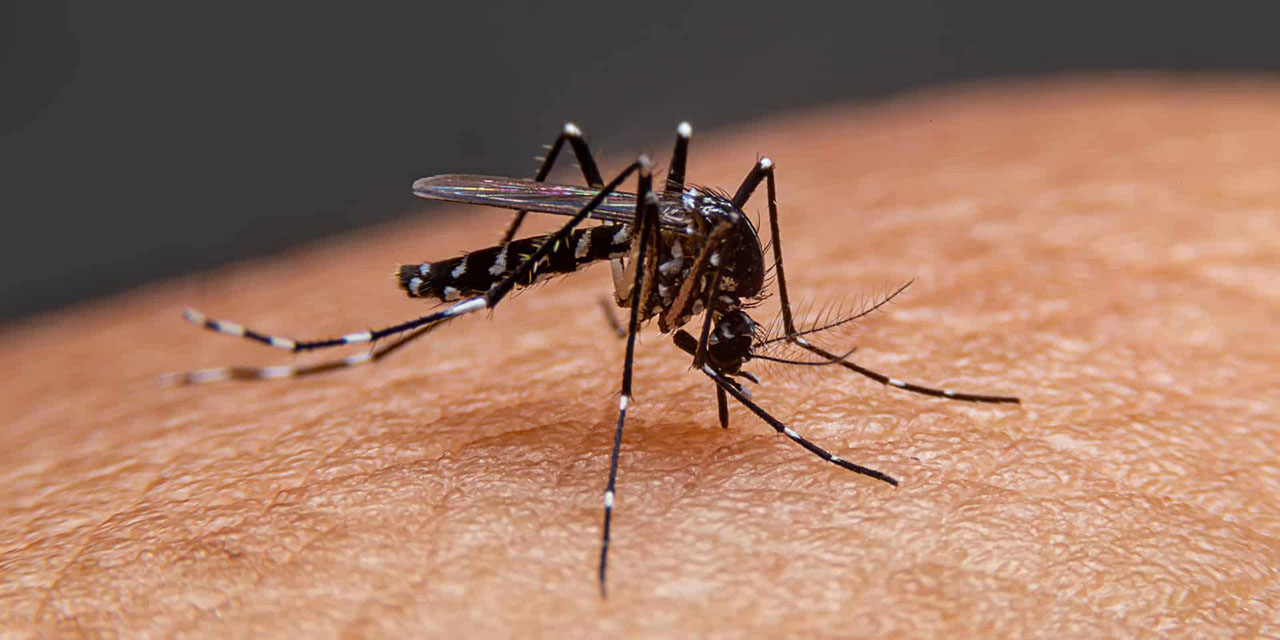 Semana negra por el dengue; notifican 108 nuevos casos