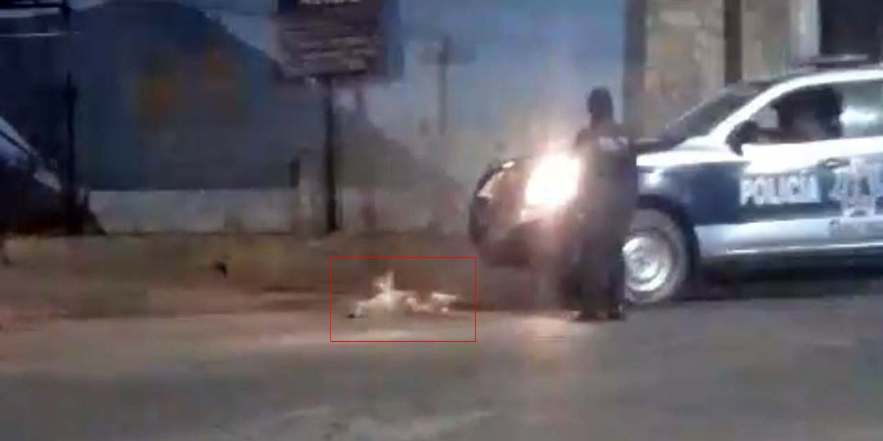 Investigan a policía de Ocotlán que mató a un perro | El Imparcial de Oaxaca
