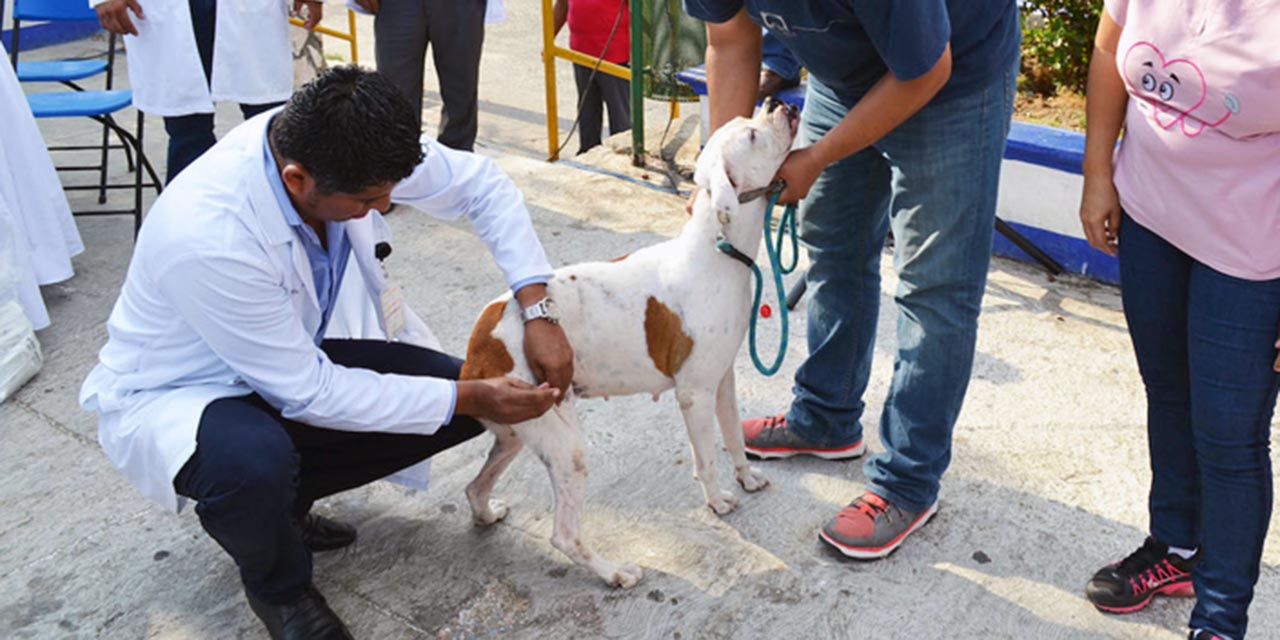 Foto: Archivo El Imparcial / Urgen campañas masivas de vacunación antirrábica a perros y gatos.
