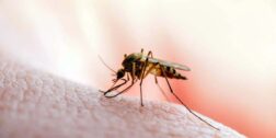 Foto: ilustrativa / Las autoridades del sector salud señalaron 533 casos de dengue con signos de alarma