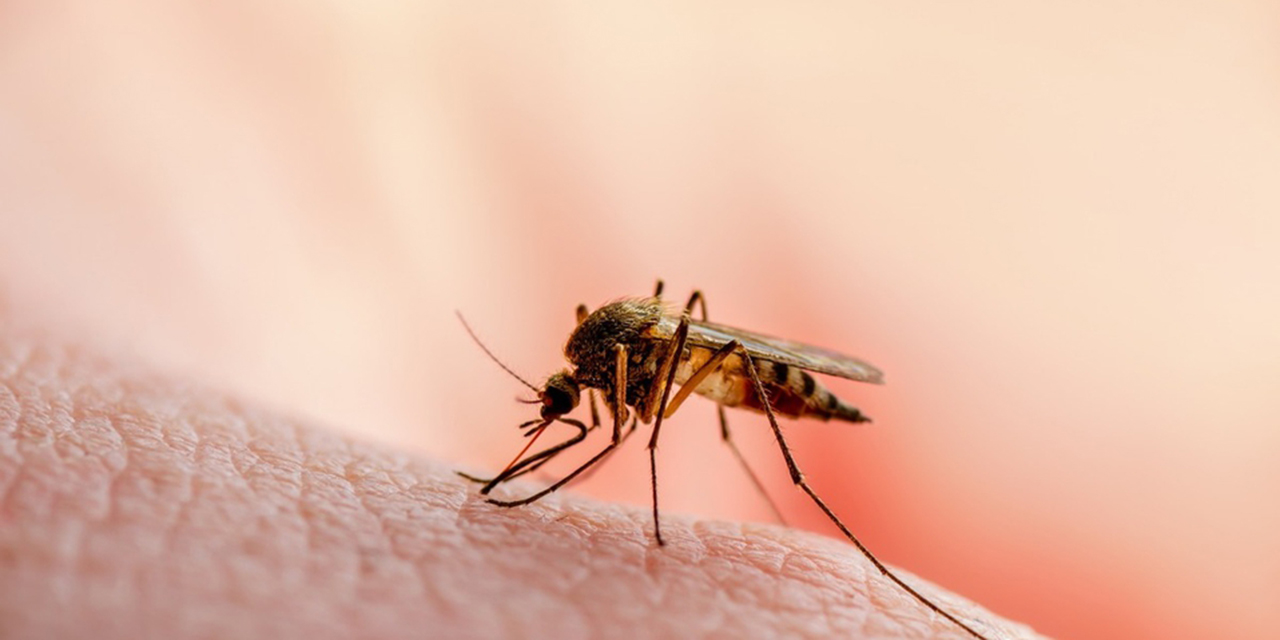 Reportan primera muerte por dengue en Tabasco | El Imparcial de Oaxaca