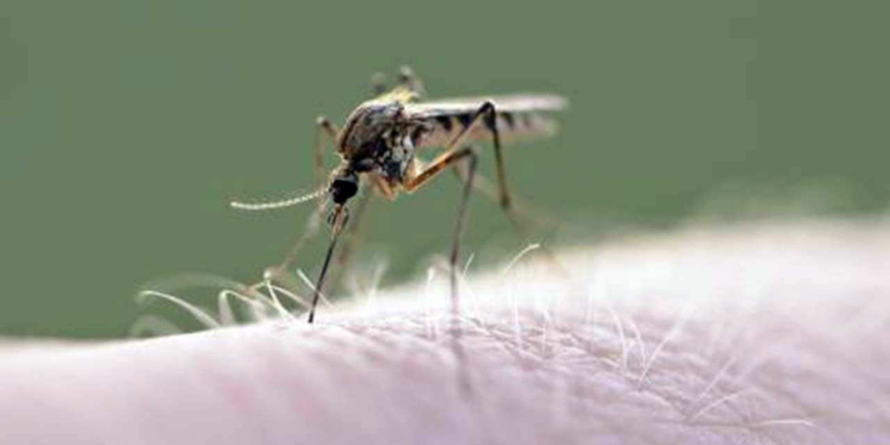 Mosco transmisor de enfermedades como el dengue o zika.