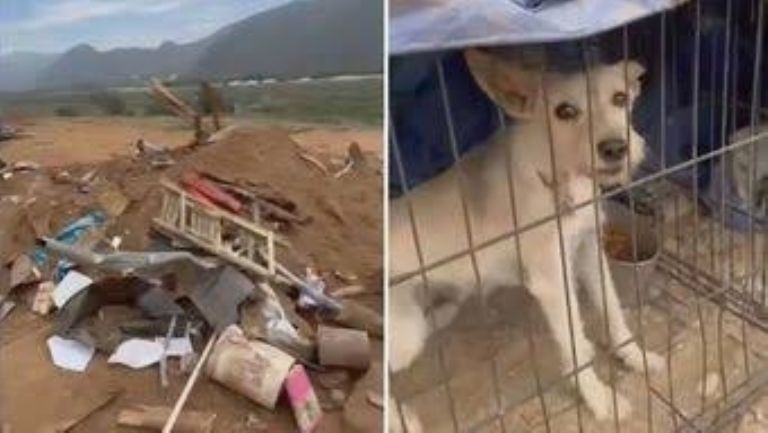 Masacre en Refugio de Animales: Demolición causa la muerte de decenas de perritos | El Imparcial de Oaxaca