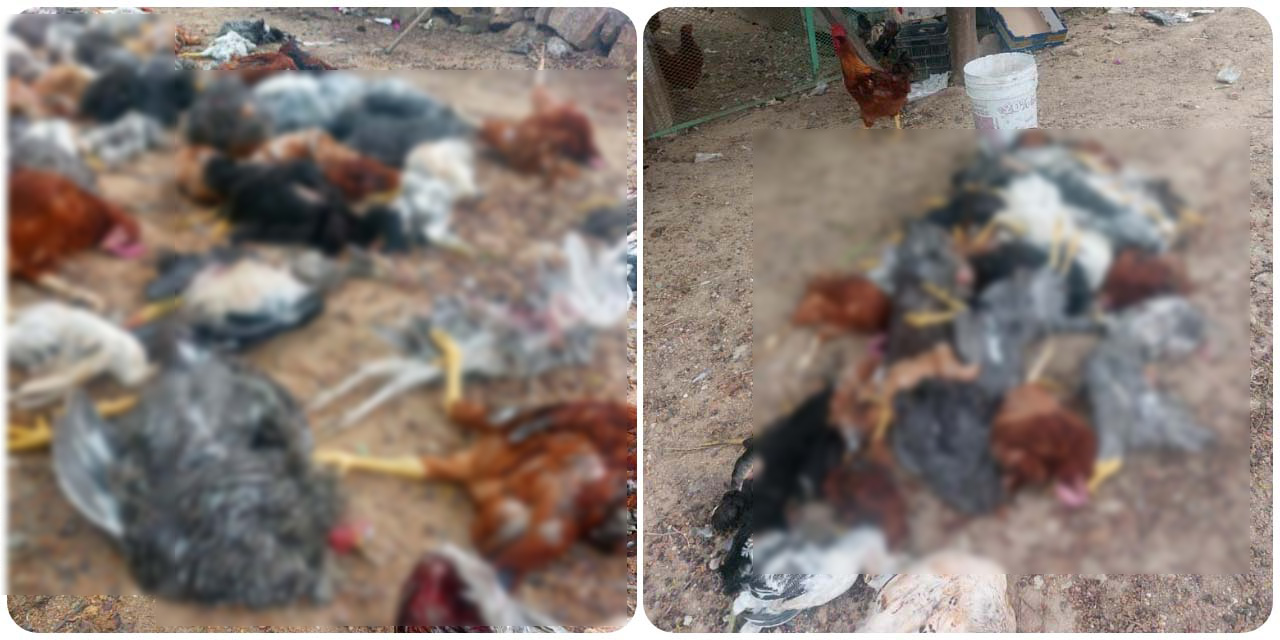 Jauría de perros mata a cerca de 100 animales de corral | El Imparcial de Oaxaca