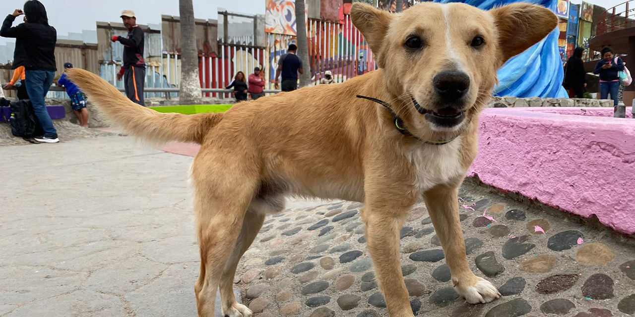 Terminó el sueño americano para Oso, el perrito que cruzó a Estados Unidos | El Imparcial de Oaxaca