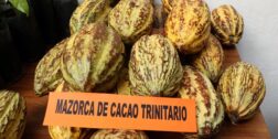 Foto: Luis Alberto Cruz // Mazorca de cacao trinitario.