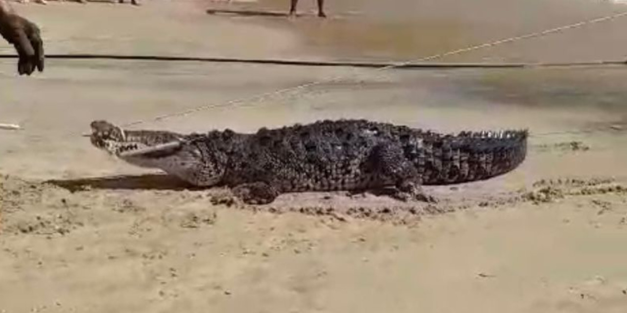 Cocodrilo sorprende nadando en Playa Puerto Angelito | El Imparcial de Oaxaca