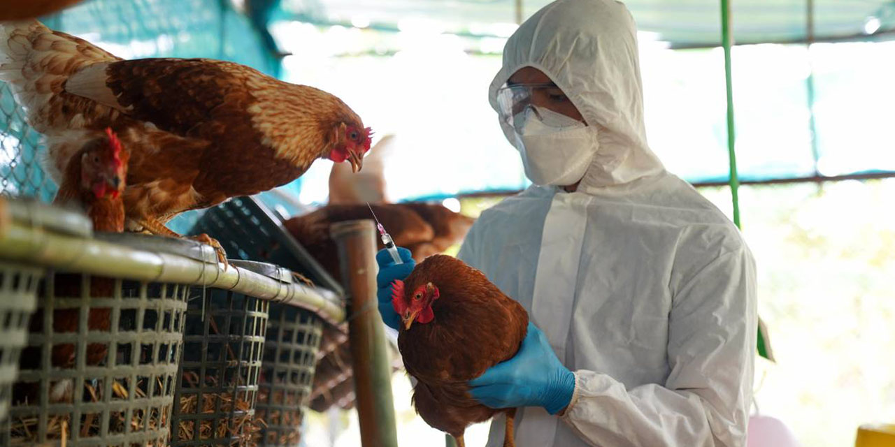 Europa y África son el nuevo epicentro de   las nuevas cepas de la gripe aviar H5N1