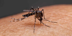 Llaman a la población a intensificar las medidas de prevención, control y sanidad en contra del dengue