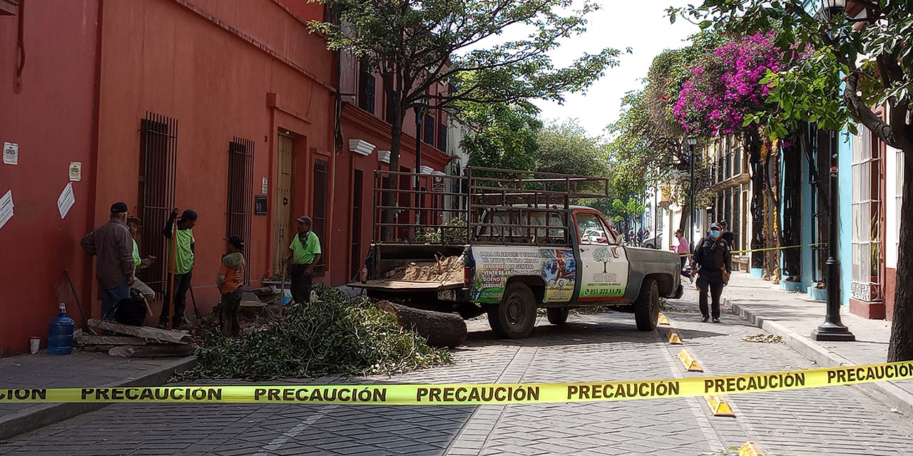 Derriban árbol de alto riesgo en Abasolo | El Imparcial de Oaxaca