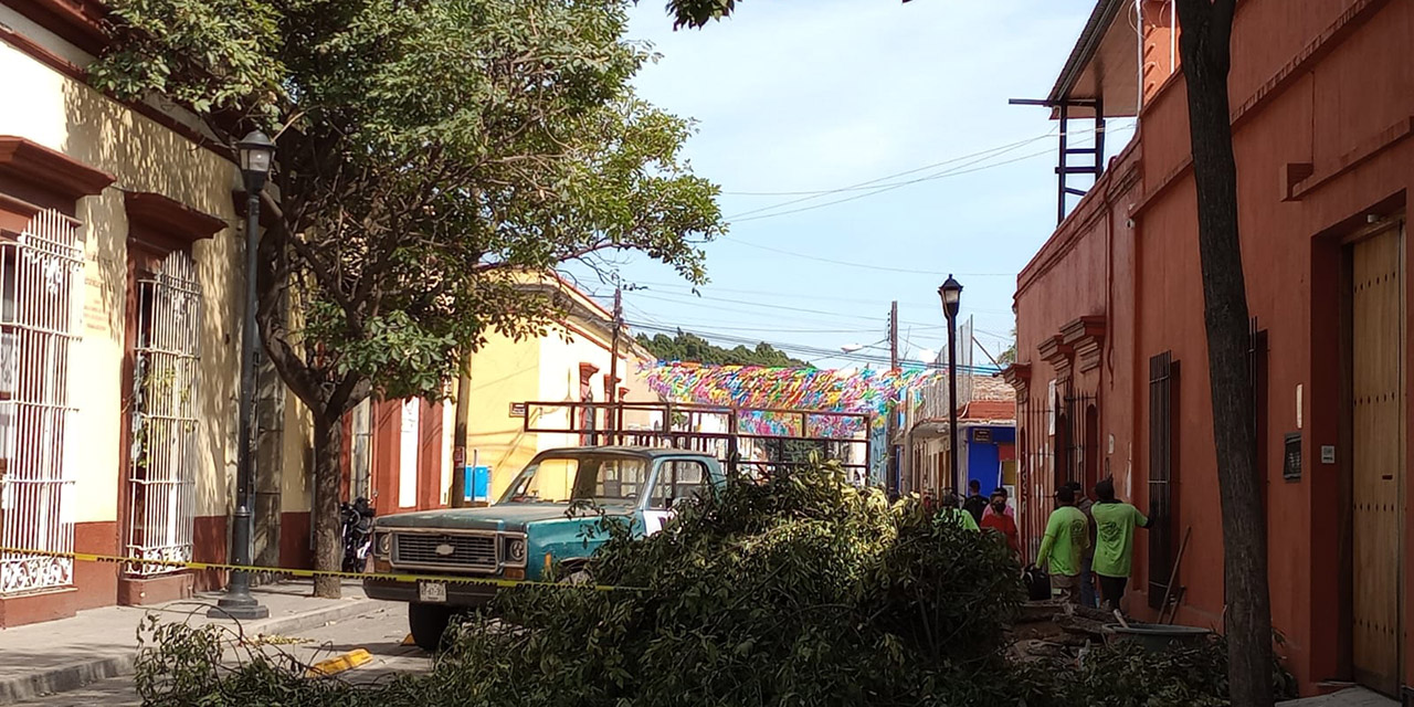 Derriban árbol de alto riesgo en el centro histórico | El Imparcial de Oaxaca