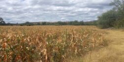 Los campesinos esperan que el gobierno pueda darles un poco más de apoyo porque en el campo depende del maíz.