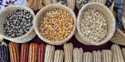 Foto: Luis Alberto Cruz / Oaxaca posee 35 de las más de 60 razas de maíz nativo que se cultivan en México.