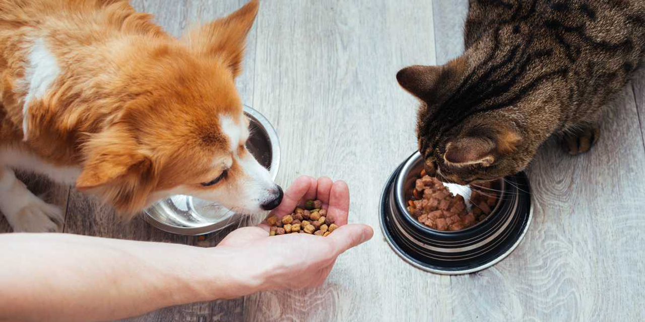 Recomendaciones alimenticias para perros y gatos: Más allá de las croquetas