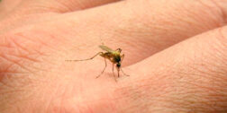 Foto: internet / Recomiendan intensificar las medidas de prevención contra el dengue
