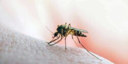 Foto: internet // Circulan cuatro serotipos de dengue en las diferentes regiones del Estado.