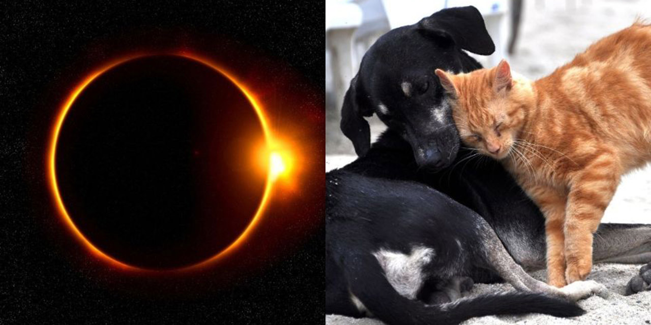 Eclipse Solar 2023: Recomendaciones para Proteger a las Mascotas Durante el Fenómeno Astronómico | El Imparcial de Oaxaca