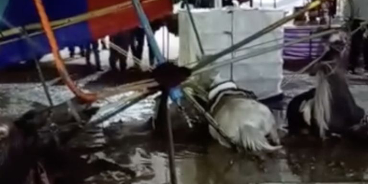 VIDEO: Tragedia en Feria de Xonacatlán: Pony muere electrocutado al mover un carrusel | El Imparcial de Oaxaca