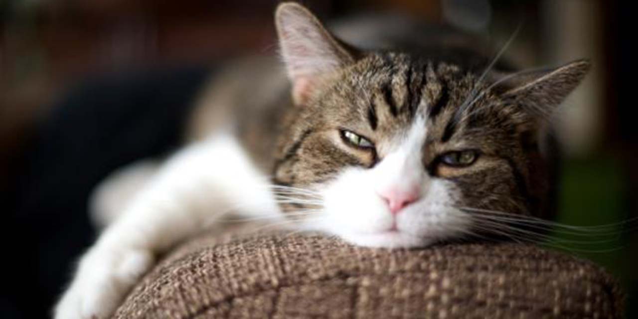 ¿Cómo producen los gatos su misterioso ronroneo?