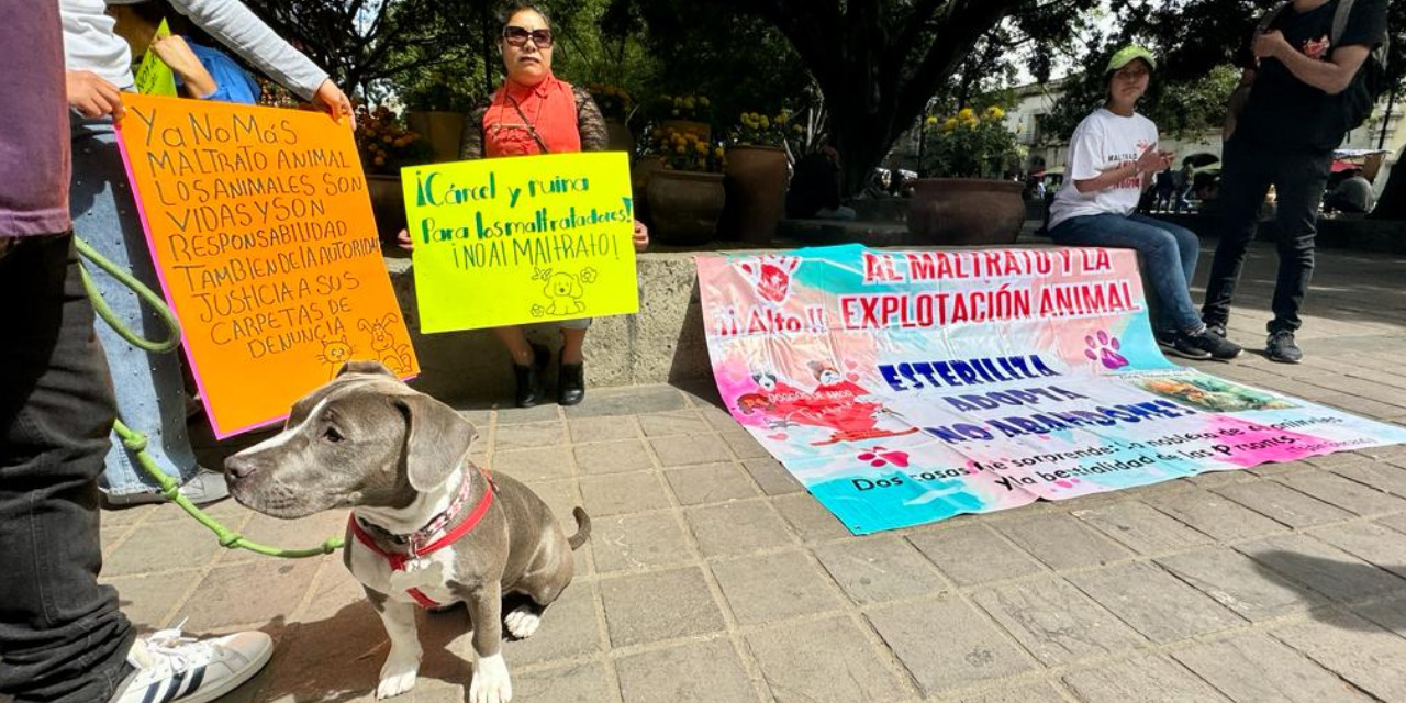 Animalistas exigen alto maltrato animal y justicia para las víctimas  | El Imparcial de Oaxaca