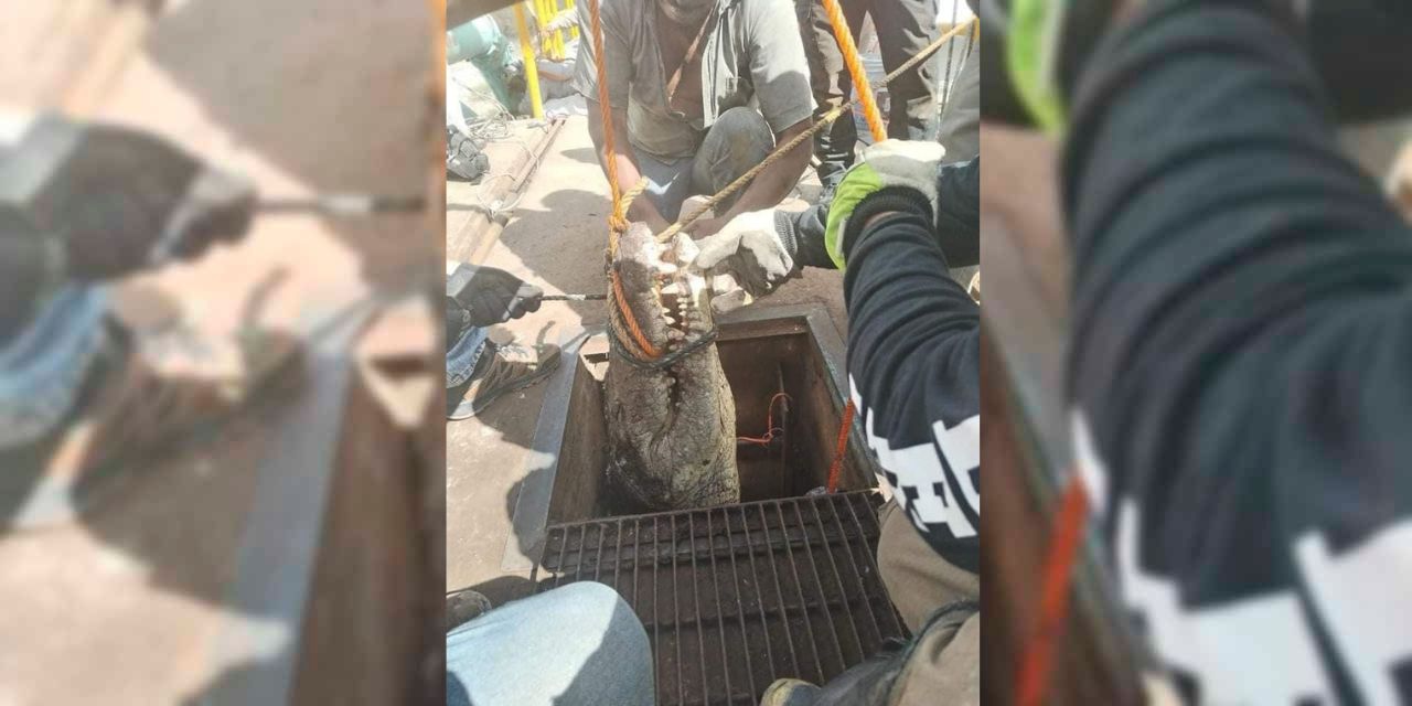 Encuentran cocodrilo de tres metros en alcantarilla en Ciudad Victoria, Tamaulipas | El Imparcial de Oaxaca