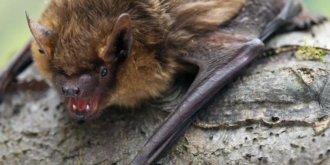 Murciélago con Pene Gigante Desafía la Biología en un Asombroso Acto Reproductivo | El Imparcial de Oaxaca