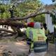 Frente frío deja 36 árboles colapsados en Juchitán