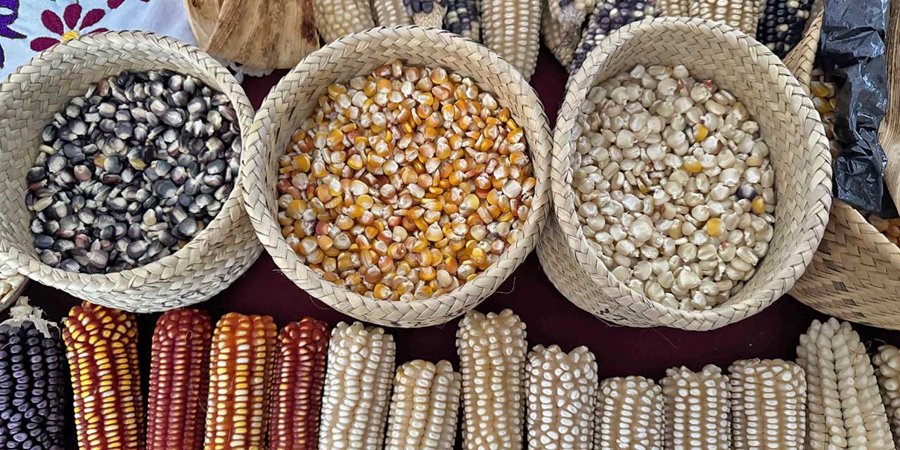 Foto: Luis Alberto Cruz-archivo // Oaxaca posee 35 de las más de 60 razas de maíz nativo que se cultivan en México.