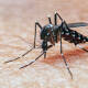 Segunda infección por dengue, con el mayor riesgo de gravedad