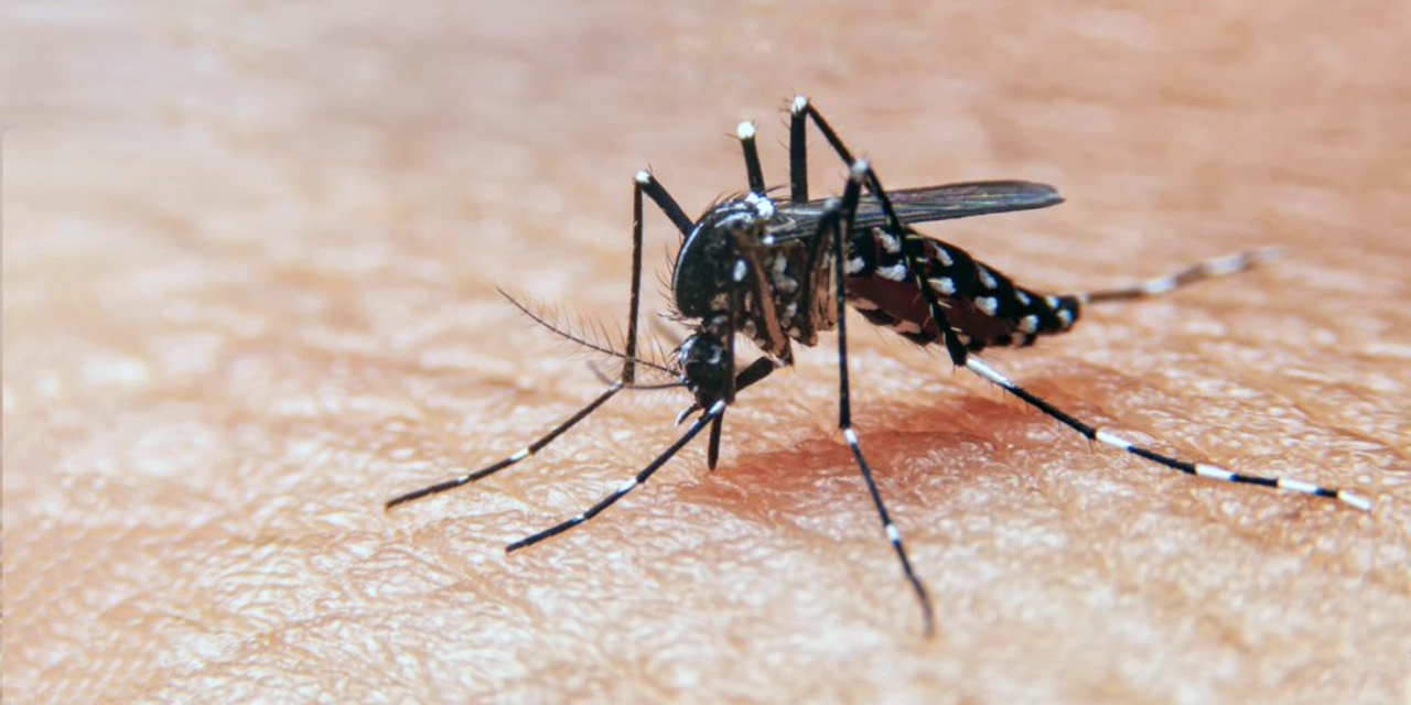 Foto: internet // Llaman a reforzar medidas de prevención por el aumento de casos de dengue.