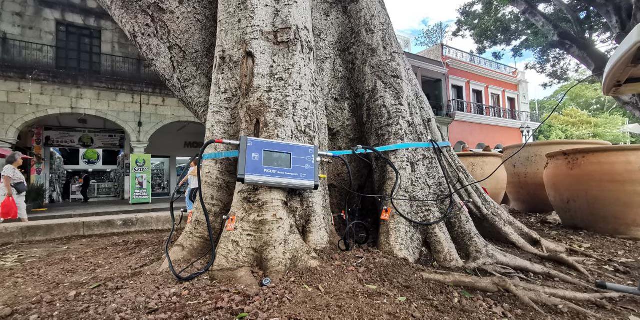 Foto: Jesús Santiago // Los aparatos colocados al pie del tronco del laurel para conocer su salud.