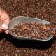 Coyotaje, amo y señor de la cafeticultura; urgen rescate