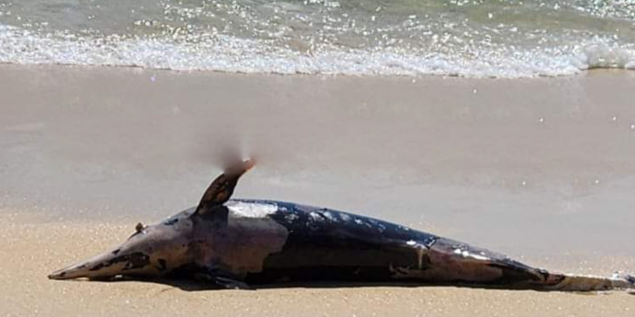 Encuentran a delfín sin vida en Playa Tejoncito, Huatulco | El Imparcial de Oaxaca