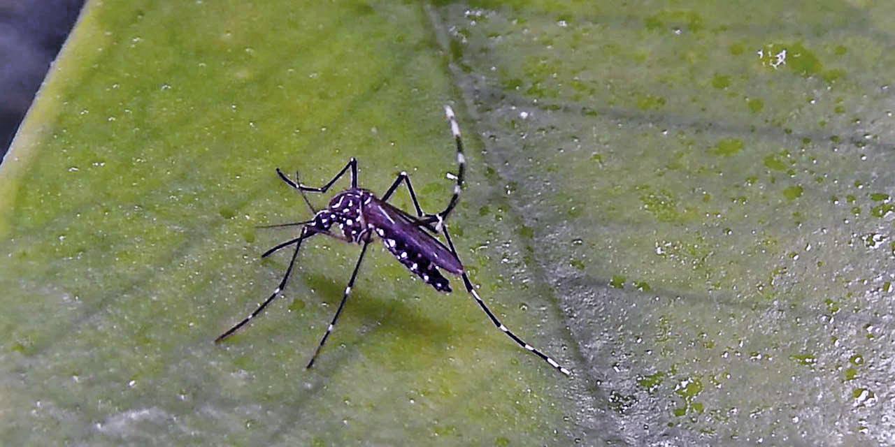 Foto: internet // Reportan nueve posibles casos de dengue en diferentes colonias de este municipio