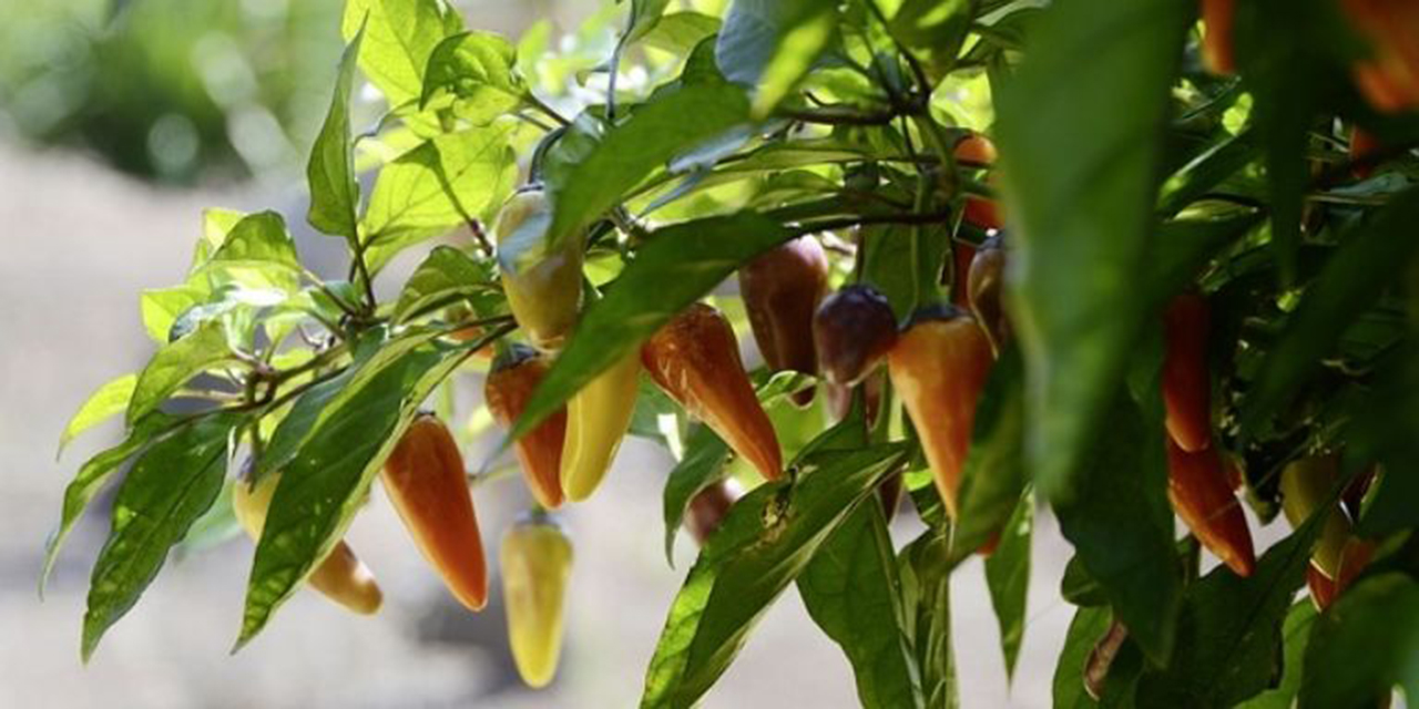 ¡Picante y Casero! Cultiva tus Propios Chiles con un Sencillo Truco usando un Huevo