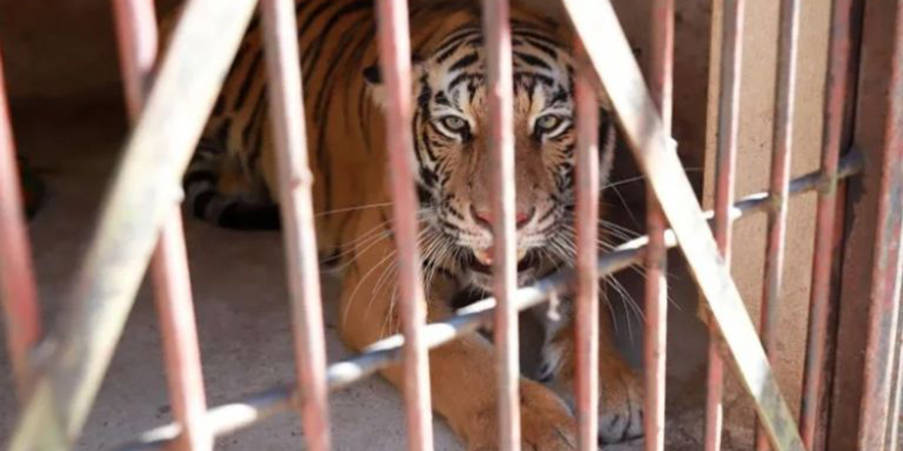 VIDEO: Rescatan a “Kiara”, la tigresa de bengala, en una vivienda de Zapopan | El Imparcial de Oaxaca