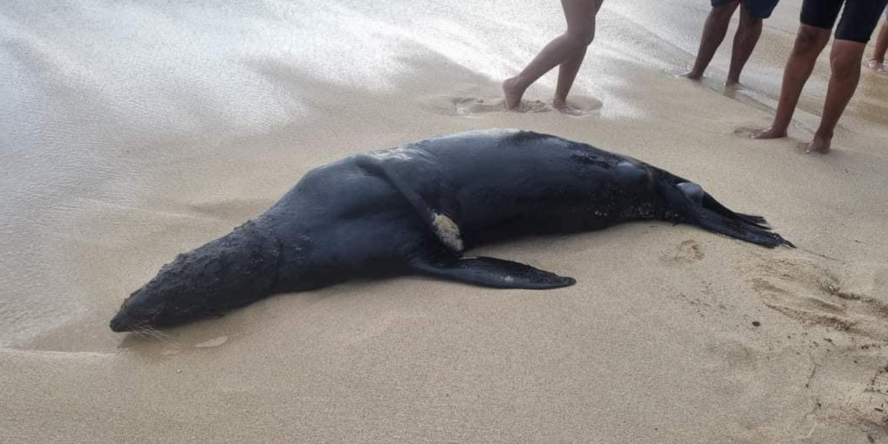 Reportan hallazgo de león marino muerto en Playa Tejón, Huatulco | El Imparcial de Oaxaca
