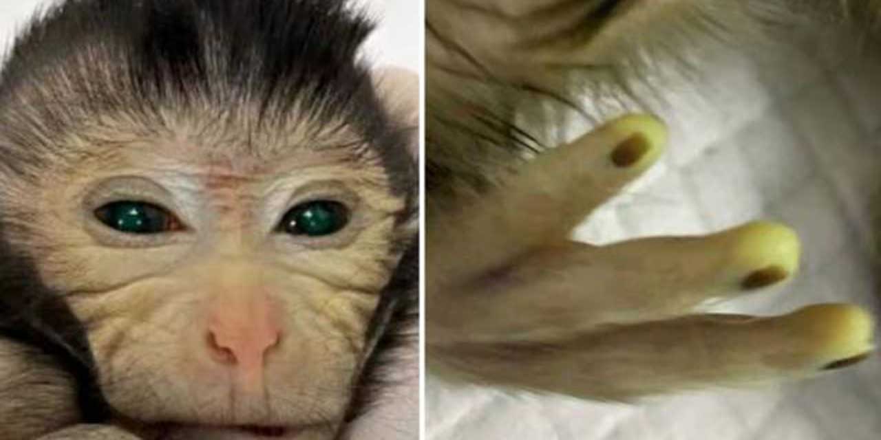 Científicos chinos crean el primer mono Quimera con dedos fluorescentes | El Imparcial de Oaxaca