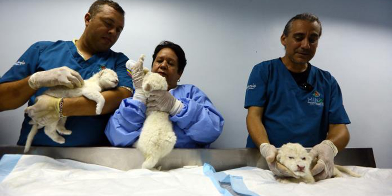 ¡Histórico! Nacen tres leones blancos en Zoológico de Venezuela | El Imparcial de Oaxaca