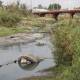 Basura, tala, ríos contaminados crisis ambientalista sin fin en Oaxaca