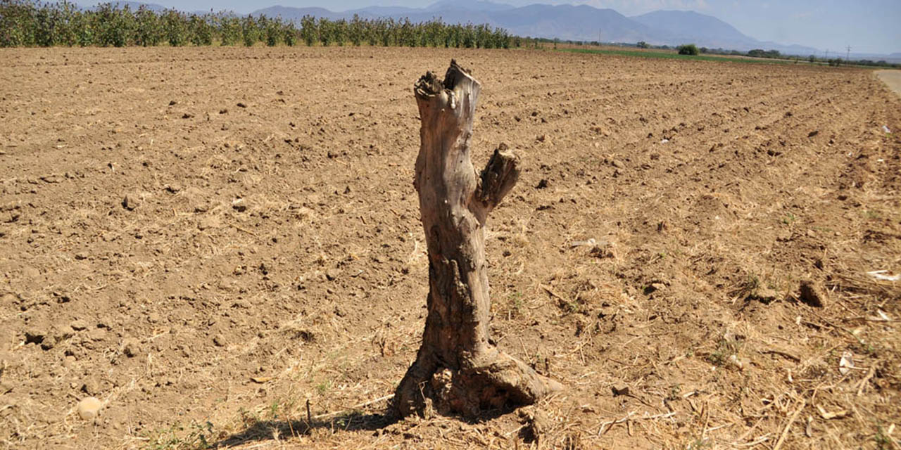 Desploma sequía rendimiento de granos; rotan los cultivos | El Imparcial de Oaxaca