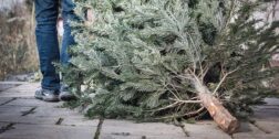Foto: internet // Llaman a reciclar los árboles de Navidad.