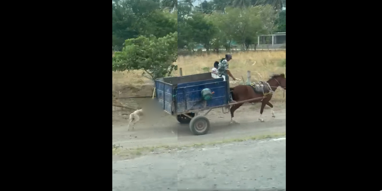Video: Indigna acto de crueldad animal contra lomito en Juchitán | El Imparcial de Oaxaca