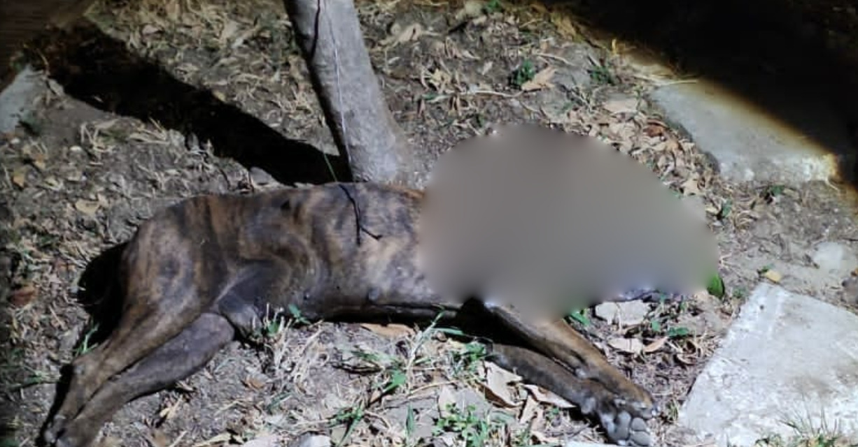 Perro sacrificado tras alterarse por pirotecnia | El Imparcial de Oaxaca