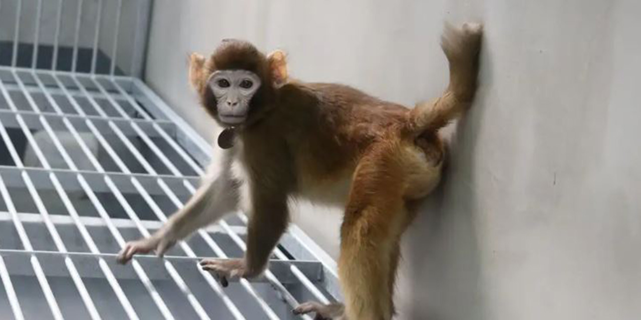 China Logra Avance en Clonación de Primates: Nace Mono Rhesus Clonado “Retro” | El Imparcial de Oaxaca