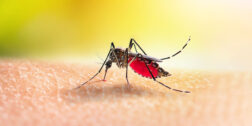 Foto: internet // Oaxaca podría pasar otro año con altos registros de dengue y decesos por la misma enfermedad