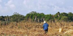 Foto: Archivo El Imparcial // La sequía impacta en el campo oaxaqueño. Se desploma la producción de granos.