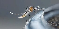 Foto: internet // Por casos probables de dengue, Oaxaca se ubica en el noveno lugar